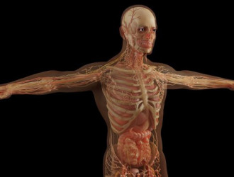 cuerpo humano